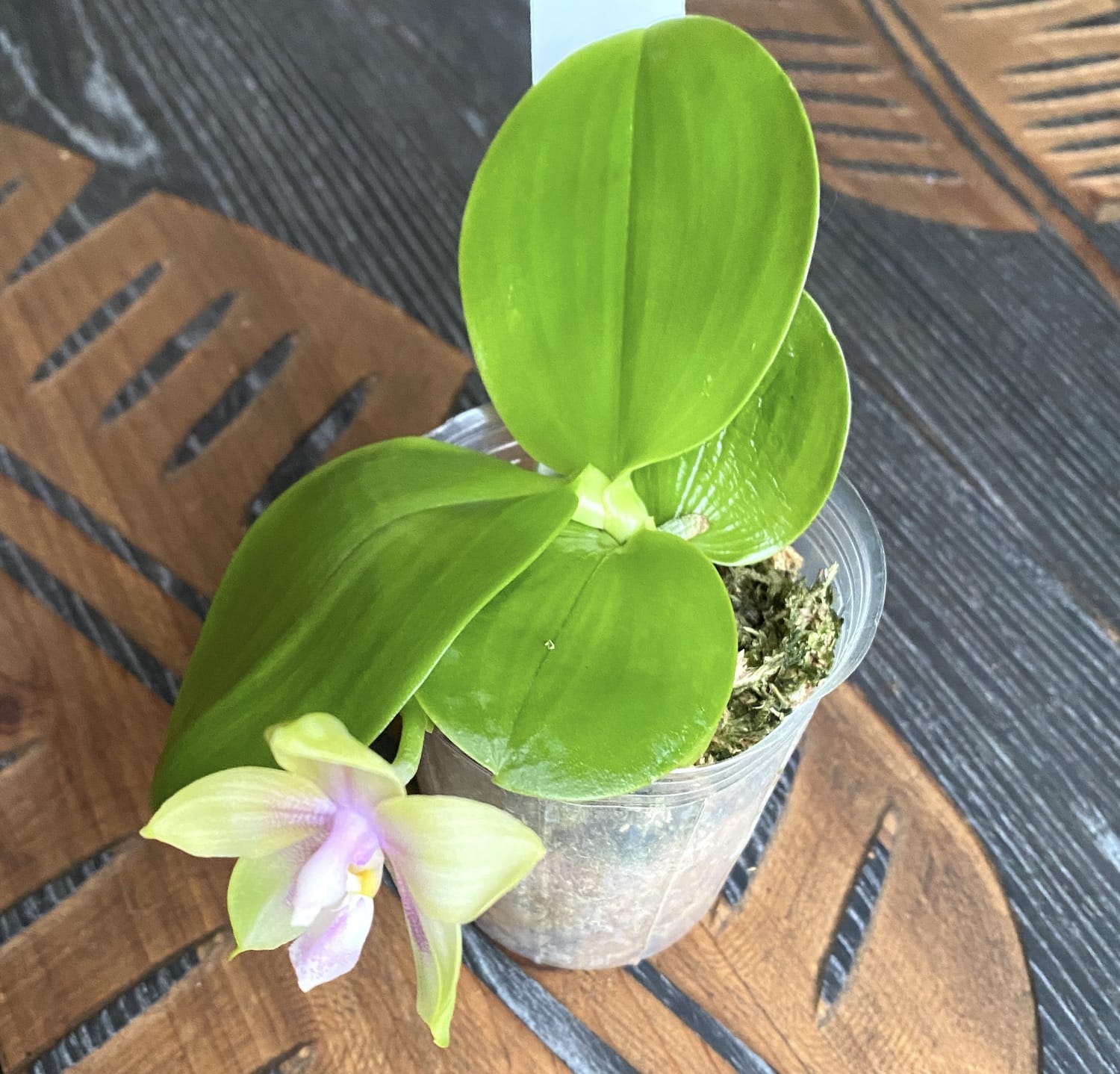 Phalaenopsis Mituo Prince