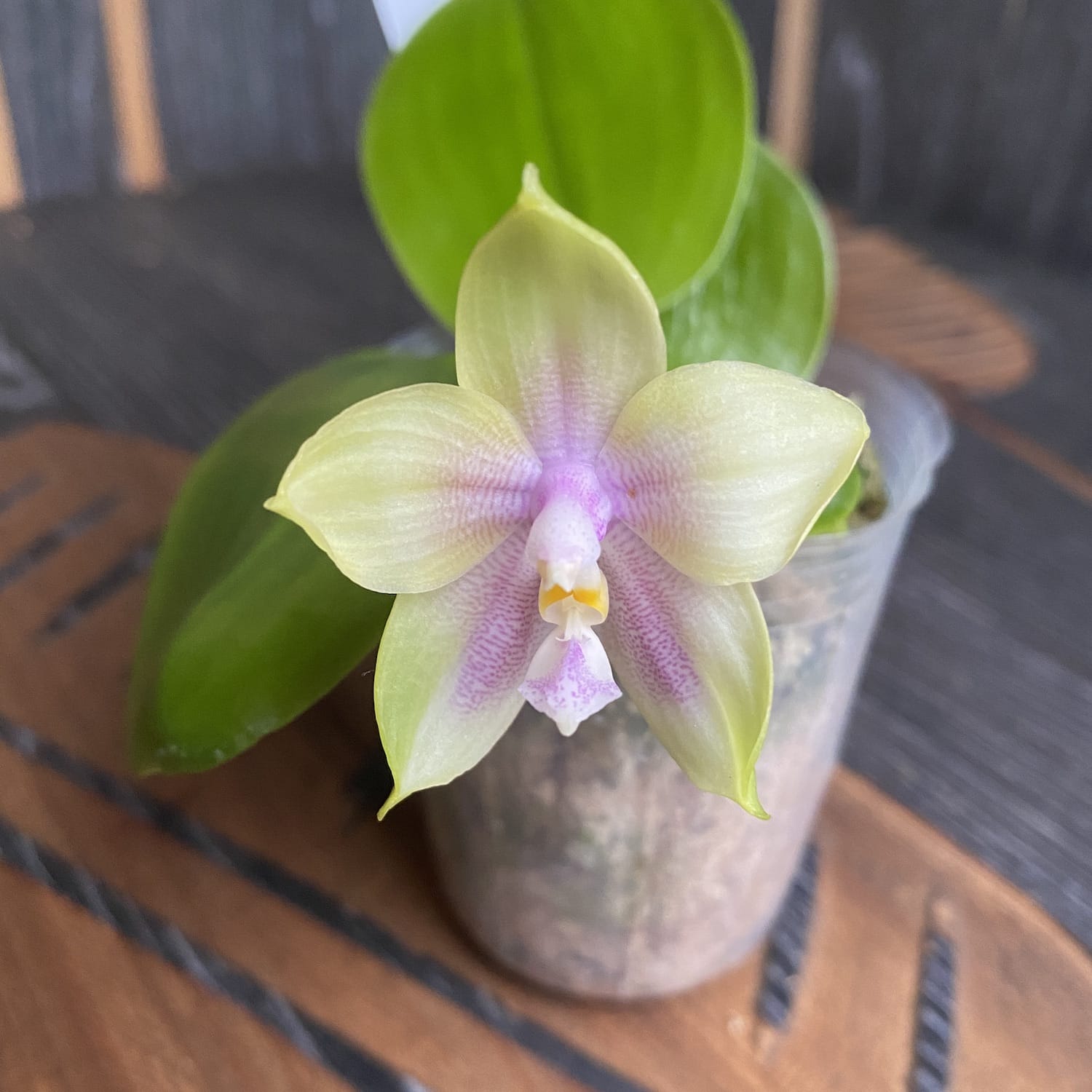 Phalaenopsis Mituo Prince
