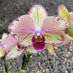 Phalaenopsis Miwa