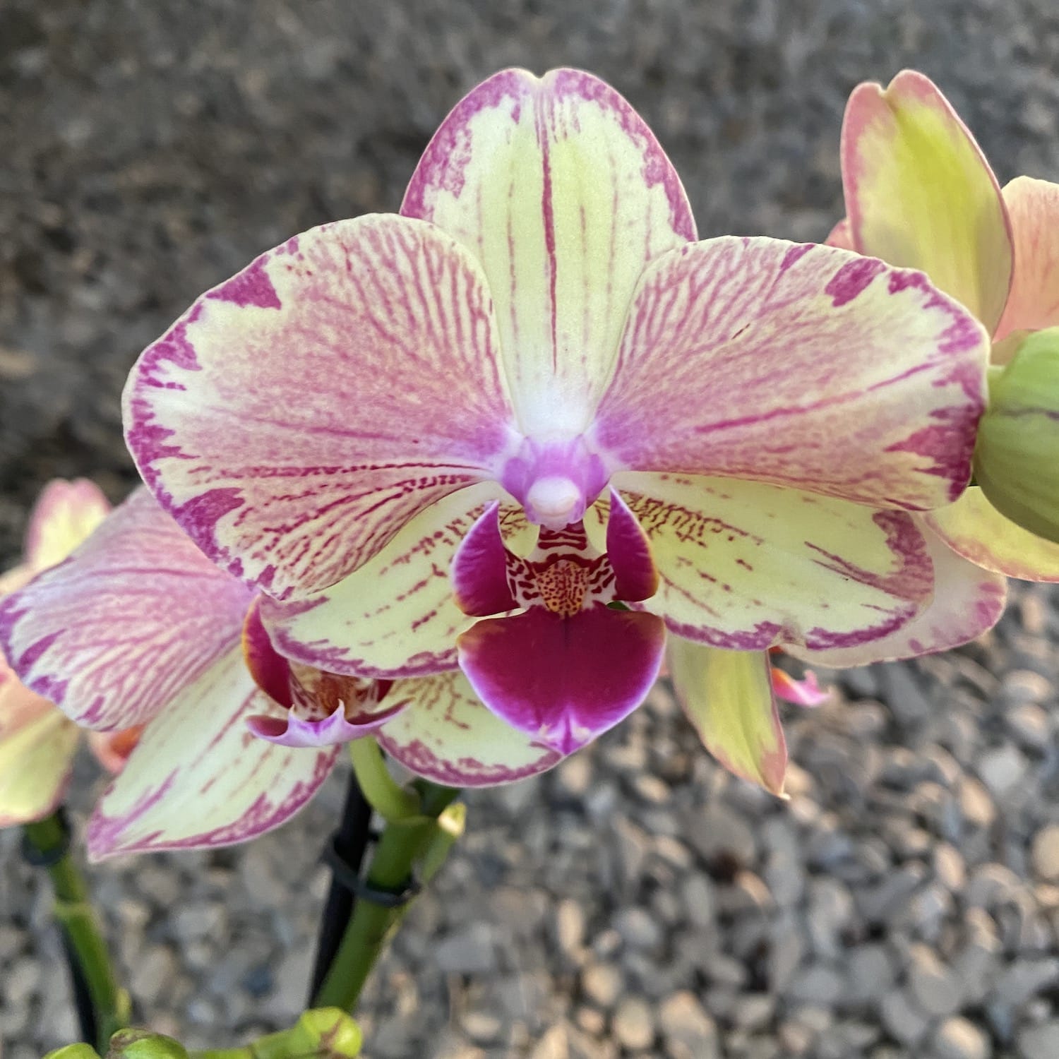 Phalaenopsis Miwa