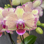 Phalaenopsis Miwa