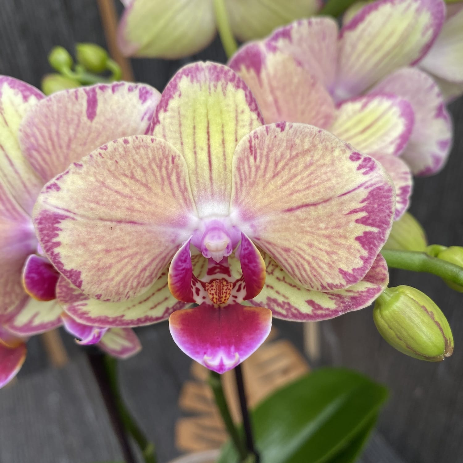 Phalaenopsis Miwa