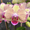 Phalaenopsis Miwa