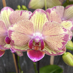 Phalaenopsis Miwa