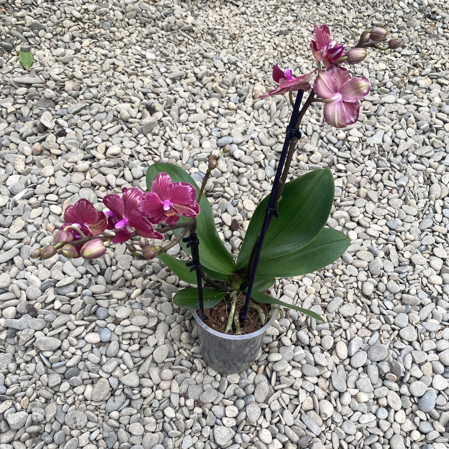 Phalaenopsis Miyo