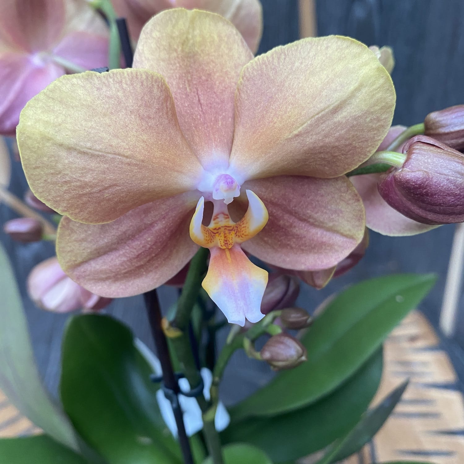 Phalaenopsis Monaco