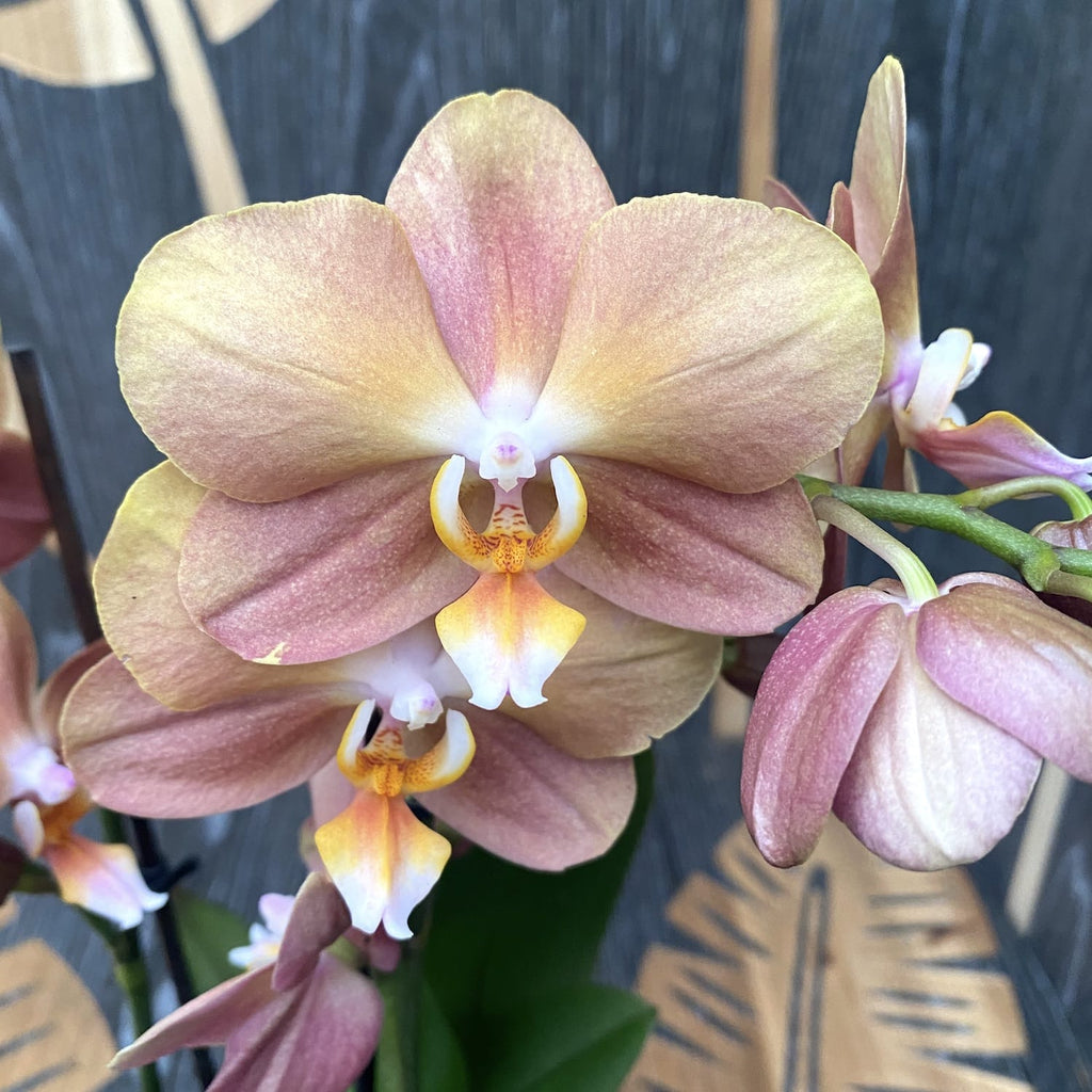Phalaenopsis Monaco D9