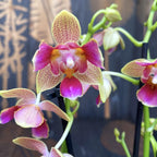 Phalaenopsis Morning Breeze (peloric 3lips) dišeča