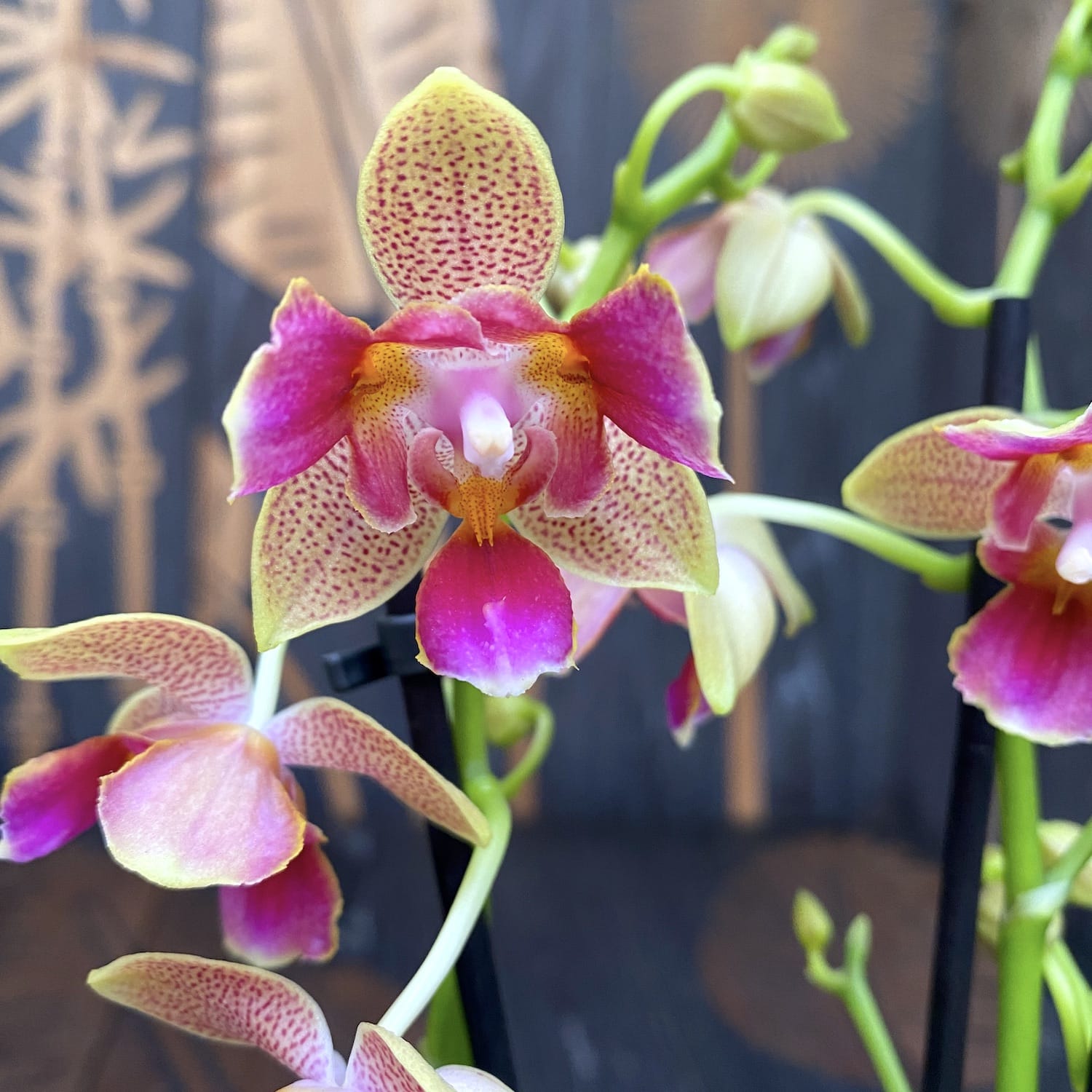 Phalaenopsis Morning Breeze (peloric 3lips) parfumat