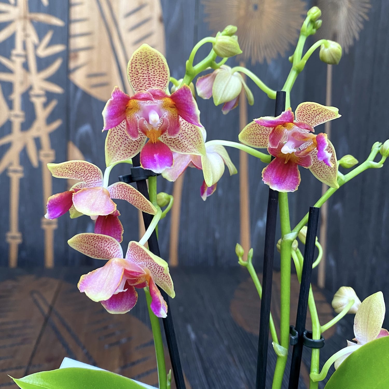 Phalaenopsis Morning Breeze (peloric 3lips) parfumat