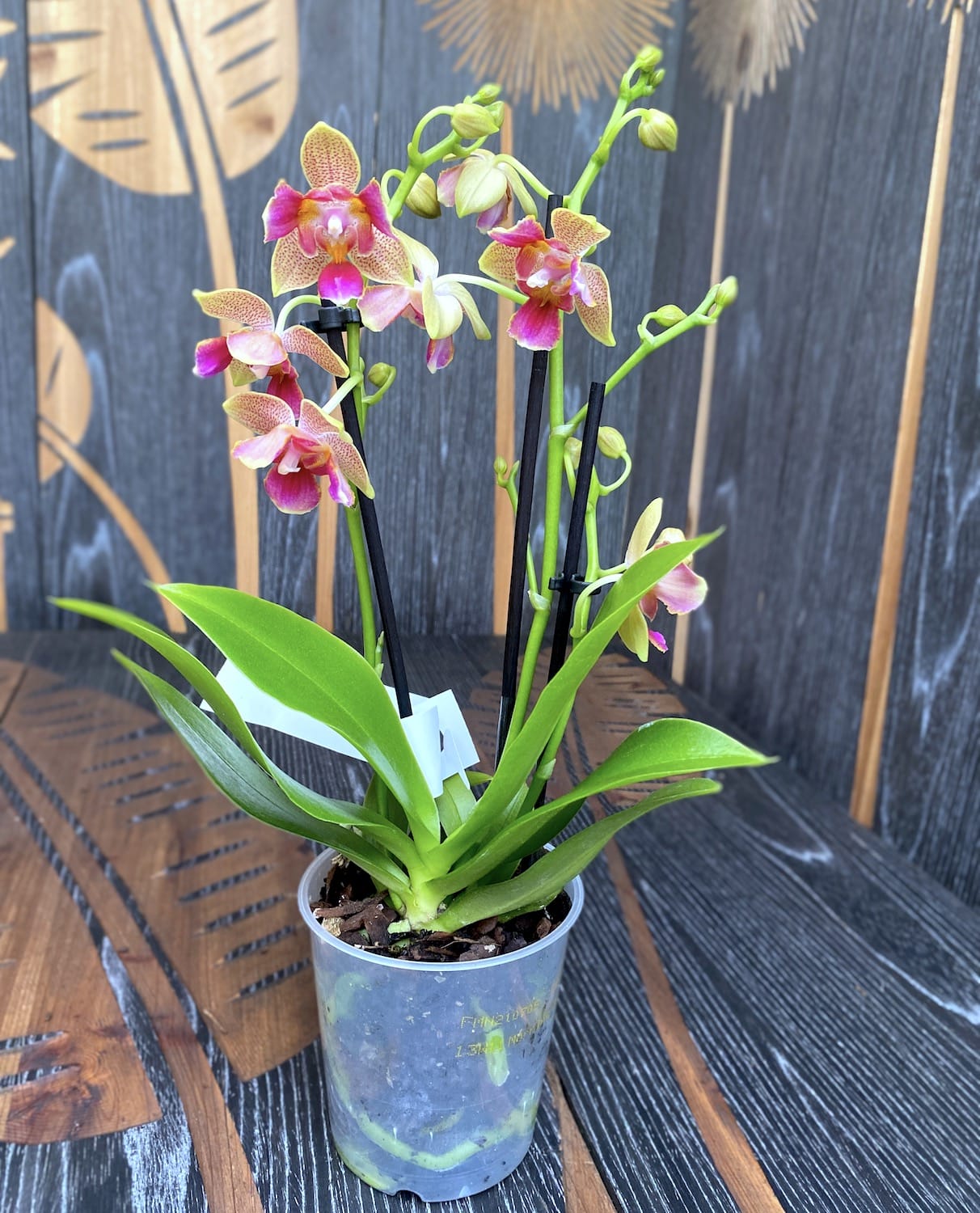 Phalaenopsis Morning Breeze (peloric 3lips) parfumat