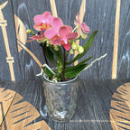 Phalaenopsis Marokkó