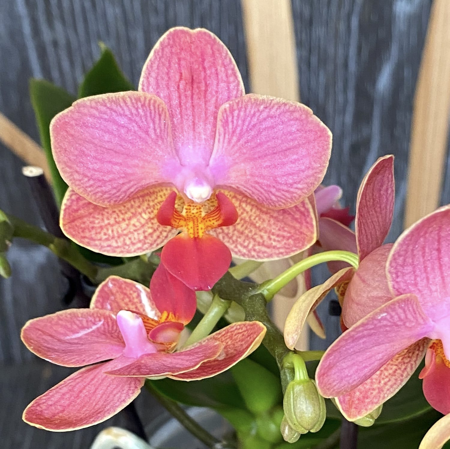 Phalaenopsis Marokko