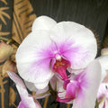 Phalaenopsis Mount Lip (Florious) - 2 plante/ghiveci