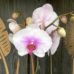 Phalaenopsis Mount Lip (Florious) - 2 plante/ghiveci