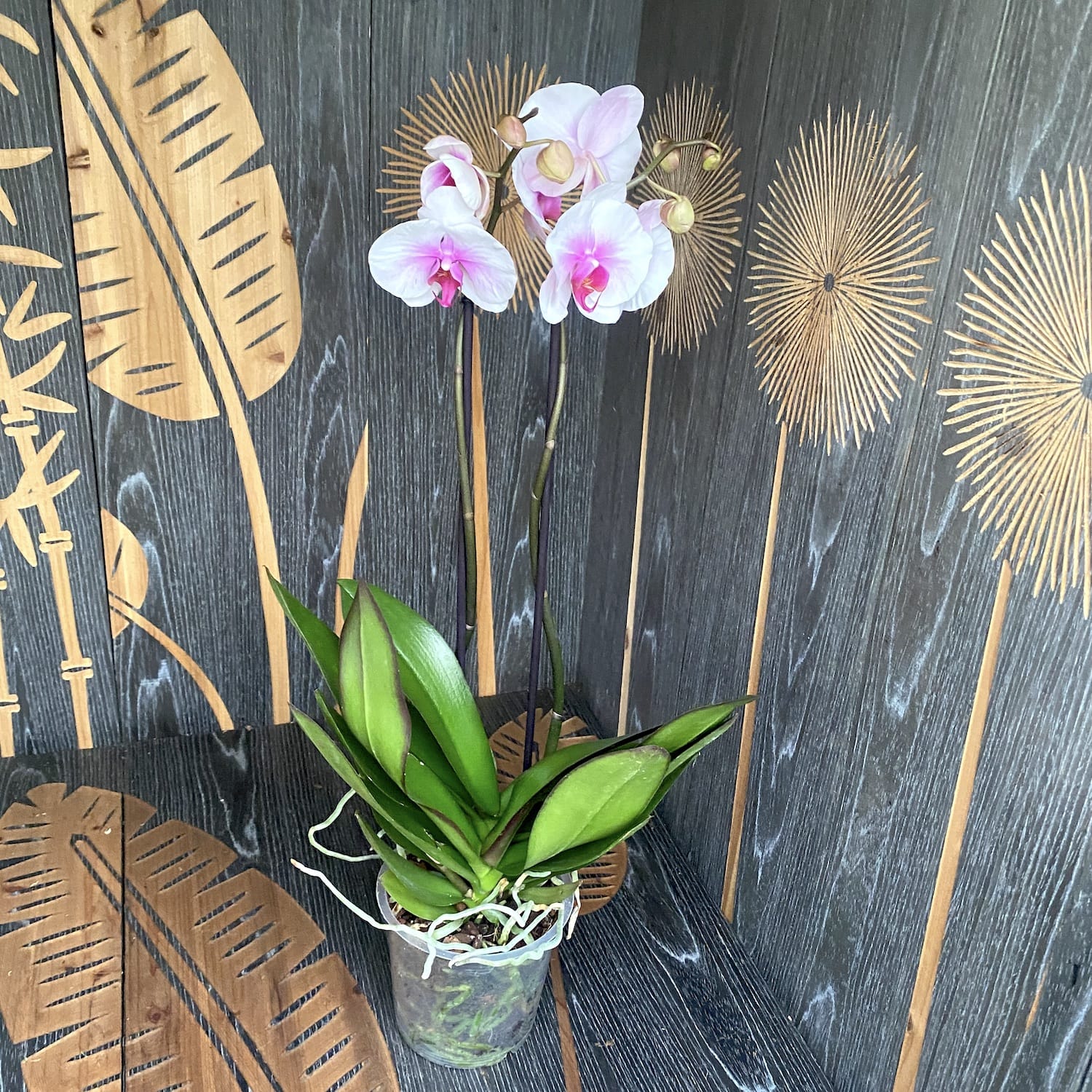 Phalaenopsis Mount Lip (Florious) - 2 plante/ghiveci