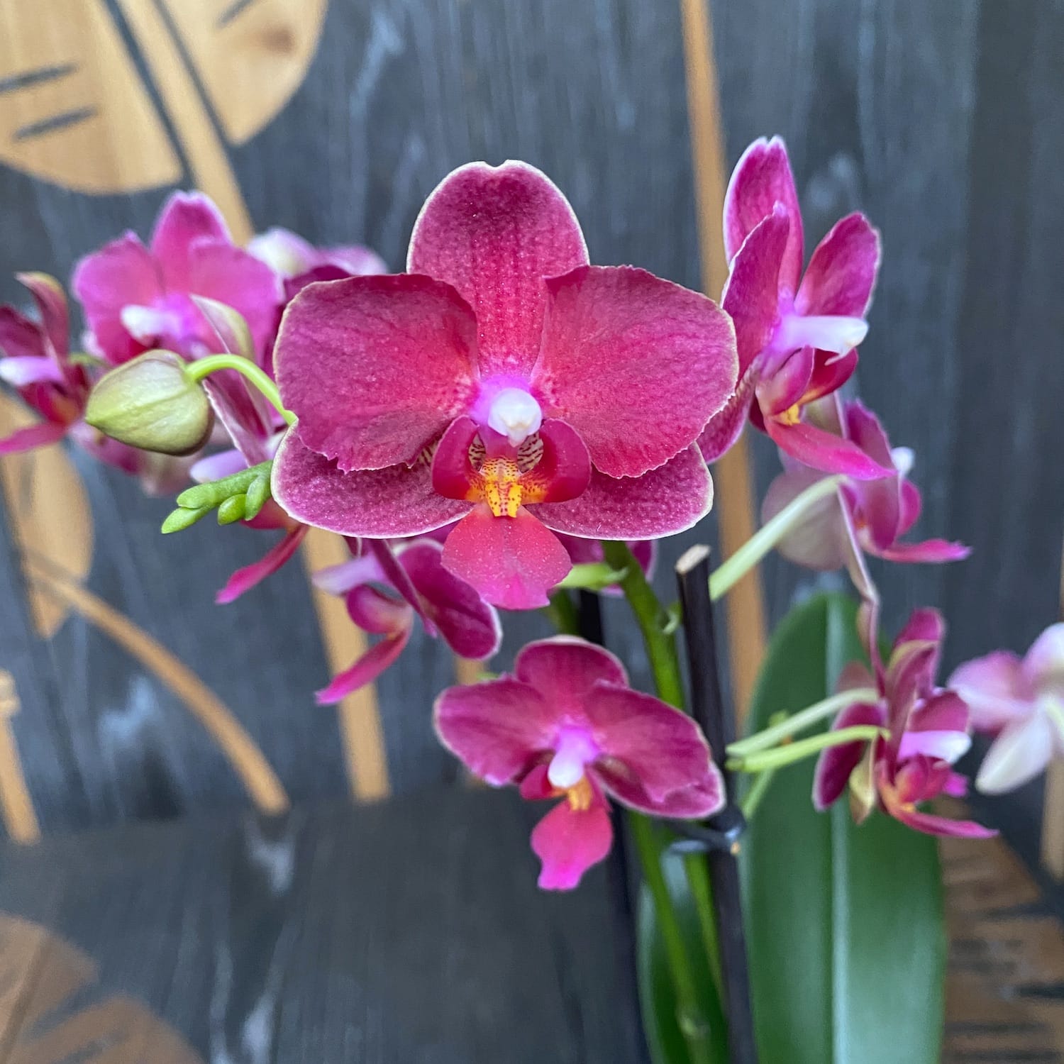 Phalaenopsis Mysteria