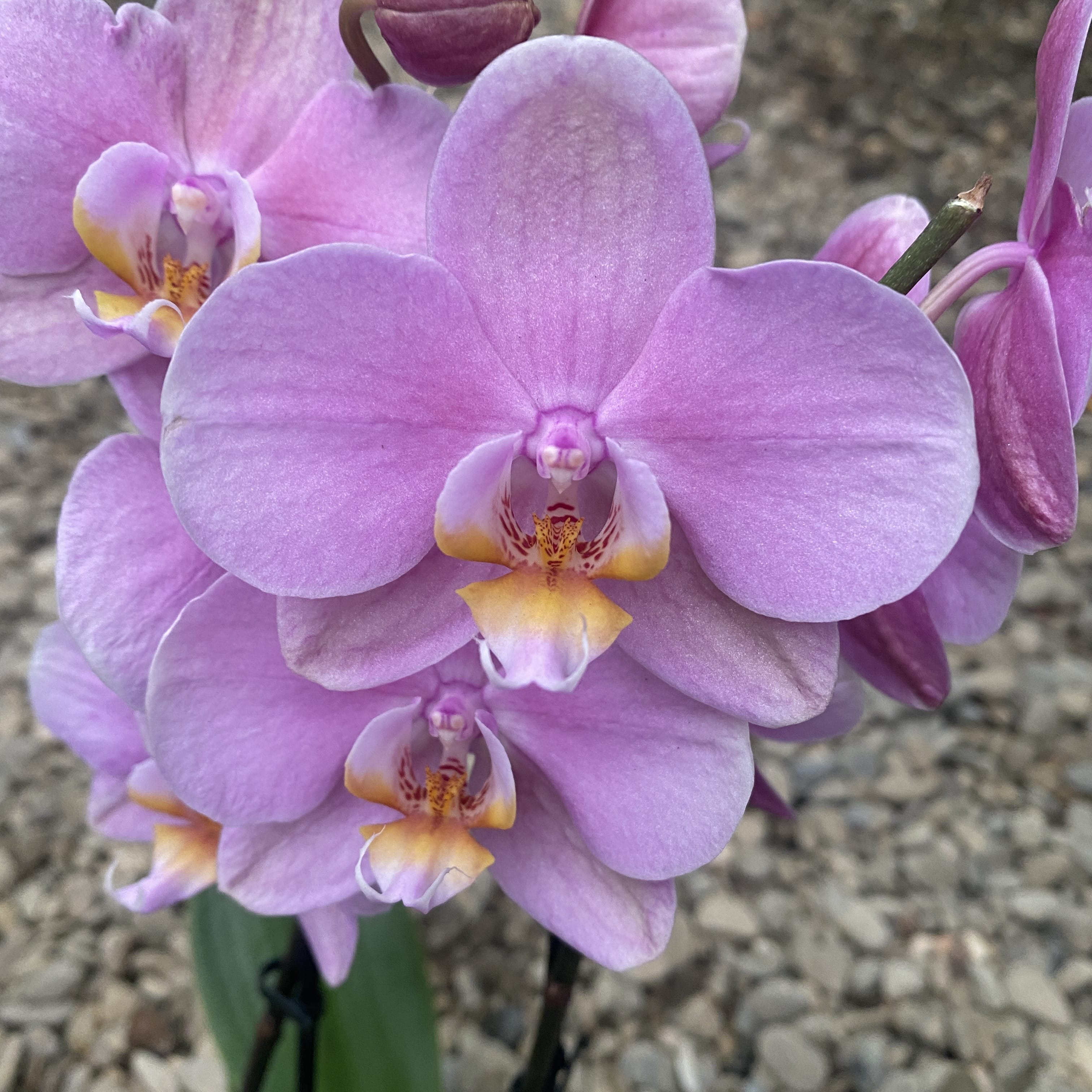 Phalaenopsis New Delhi