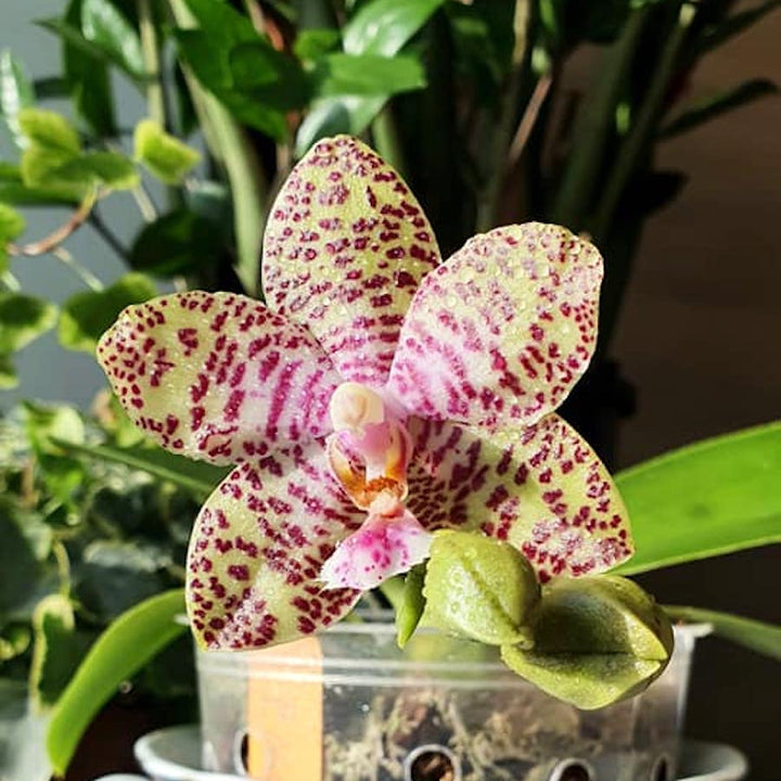 Phalaenopsis Natasha 'Aiko'