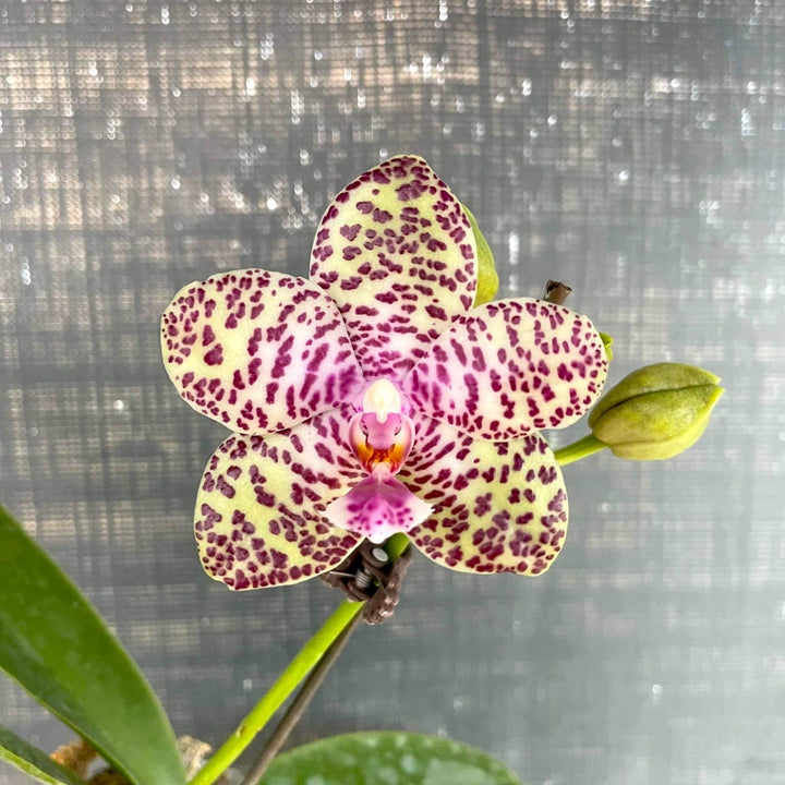 Phalaenopsis Natasha 'Aiko'