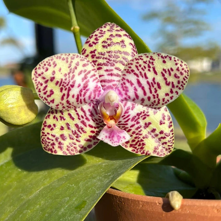 Phalaenopsis Natasha 'Aiko'