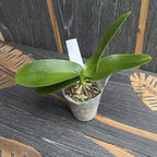 Phalaenopsis Natasha 'Aiko'