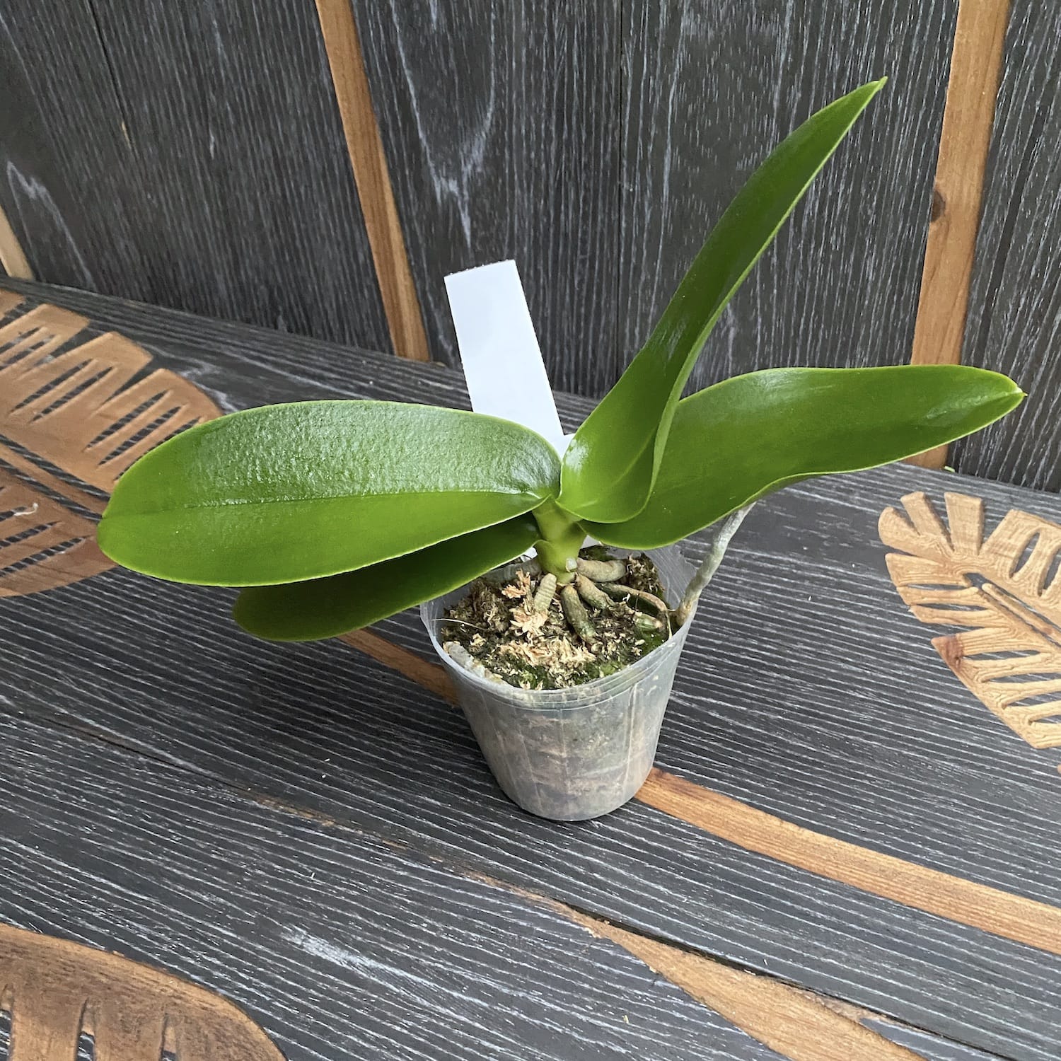 Phalaenopsis Natasha 'Aiko'