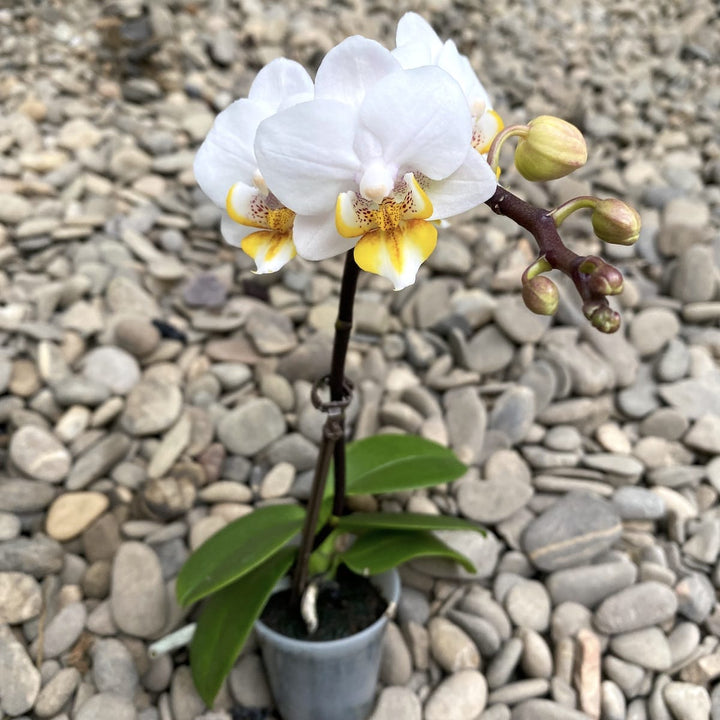 Phalaenopsis New Life (mini)