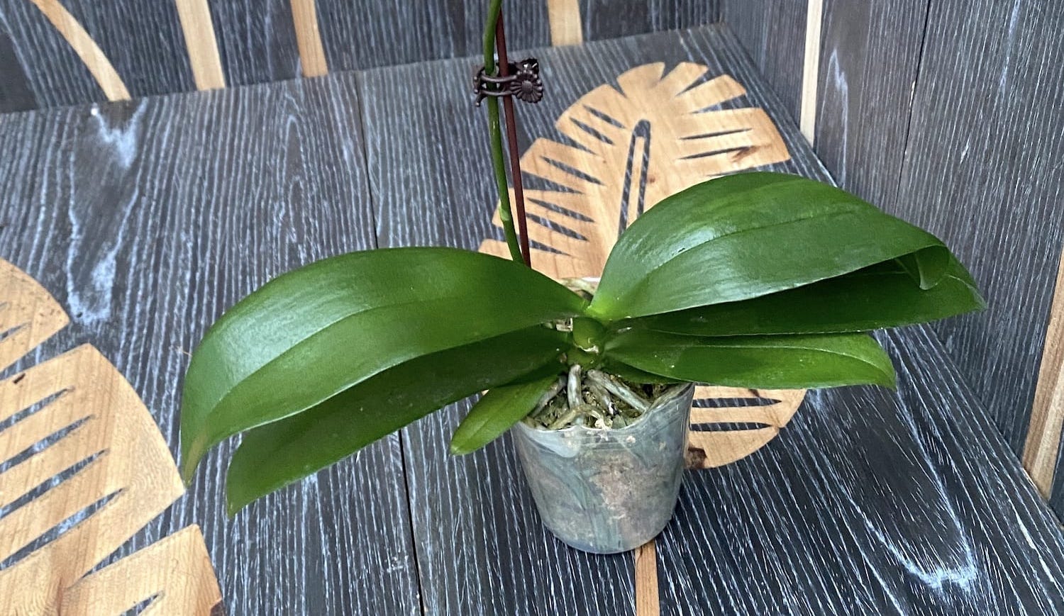 Phalaenopsis Nobby's Pumpkin