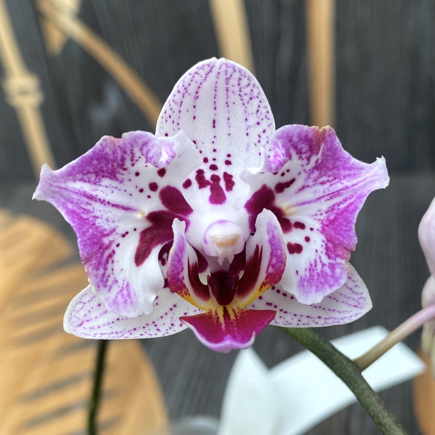 Phalaenopsis OX Happy Honey Moon (pélorique-papillon)