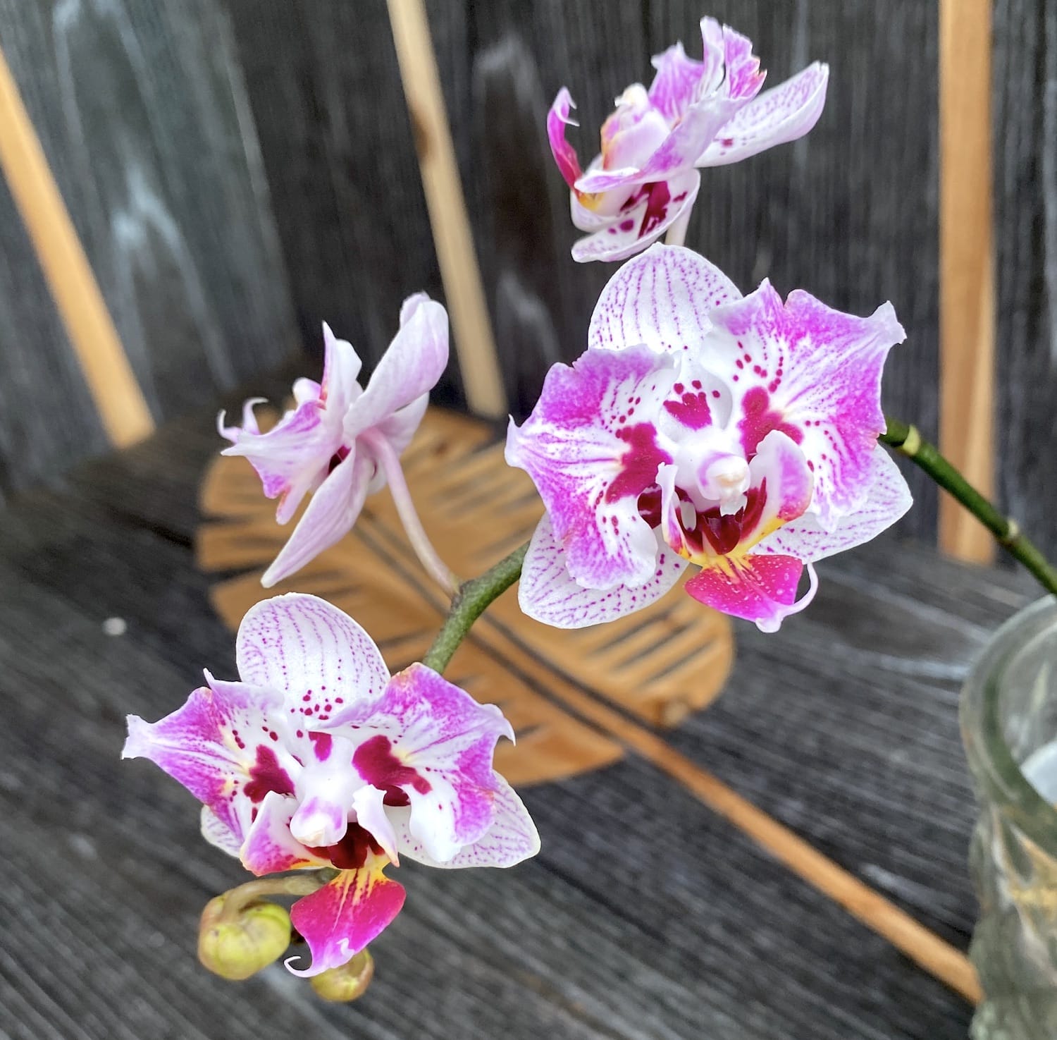 Phalaenopsis OX Happy Honey Moon (pélorique-papillon)