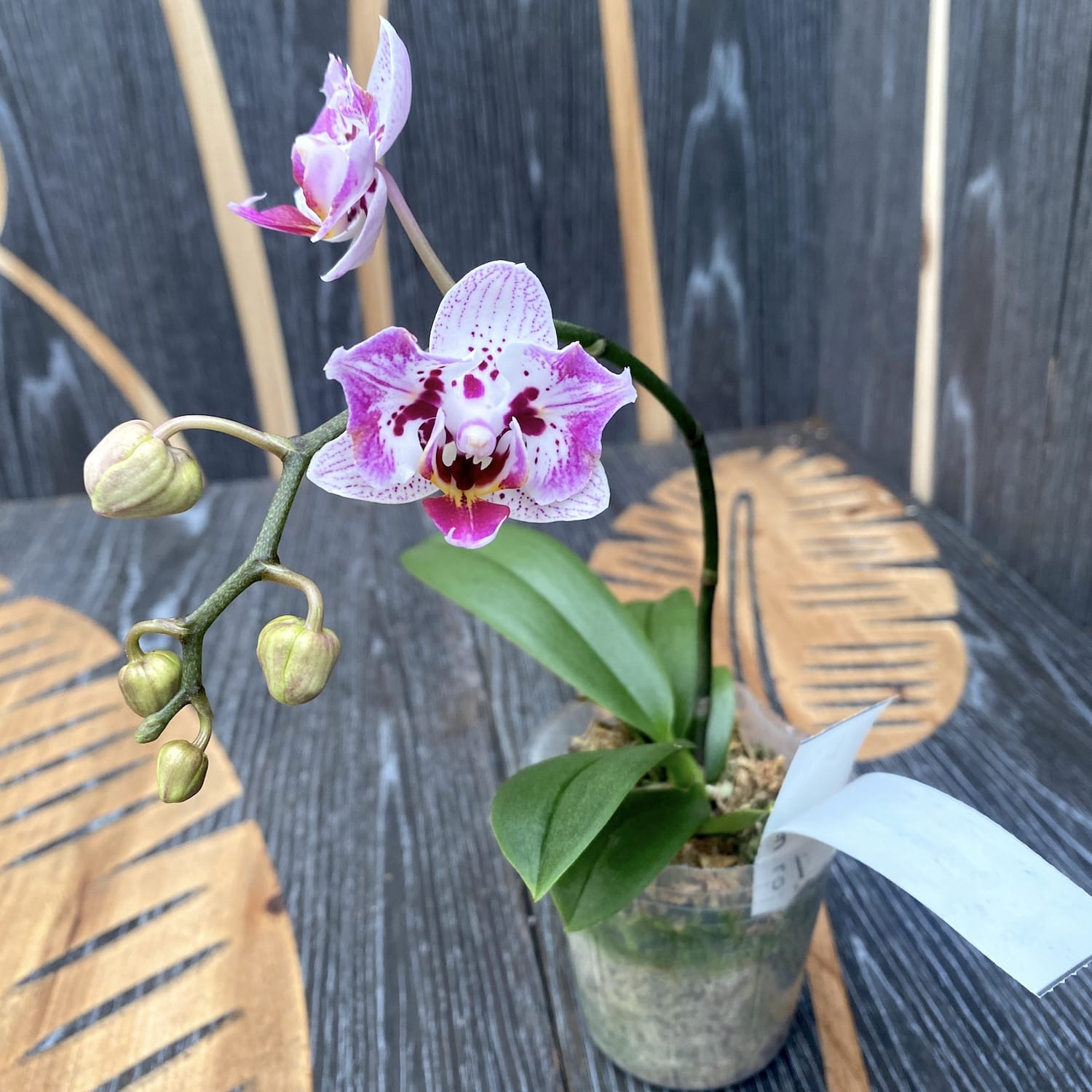 Phalaenopsis OX Happy Honey Moon (pélorique-papillon)