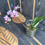 Phalaenopsis OX Happy Honey Moon (peloric- butterfly)