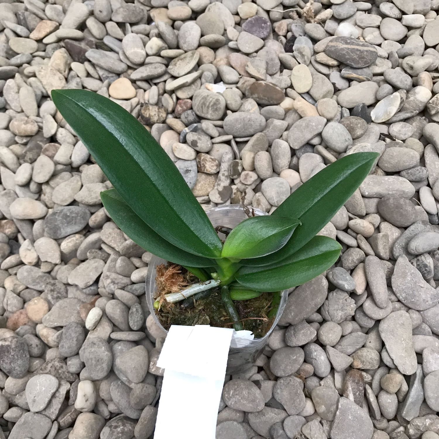 Phalaenopsis OX Happy Honey Moon (pélorique-papillon)