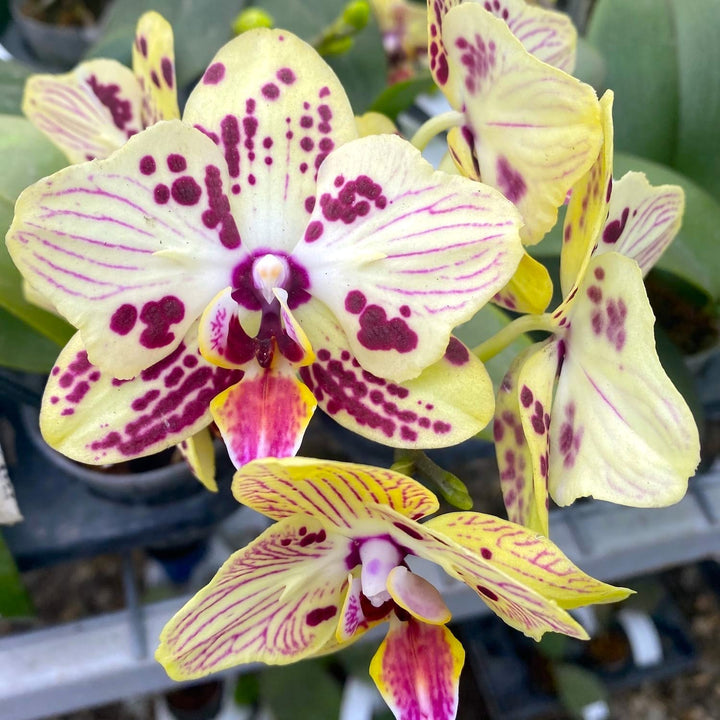 Phalaenopsis OX Sponge Bob (peloric - butterfly)