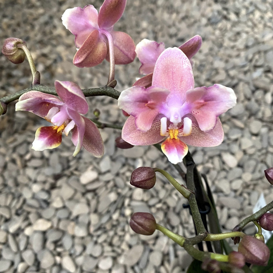 Phalaenopsis Odorion * PELORICE flowers – Floraria Secret Garden (SG)