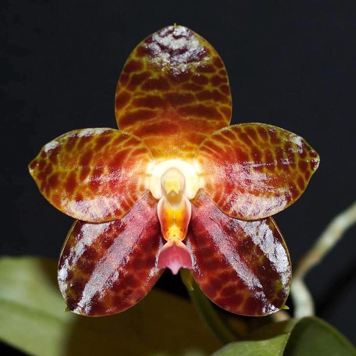 Phalaenopsis Ohl Flame