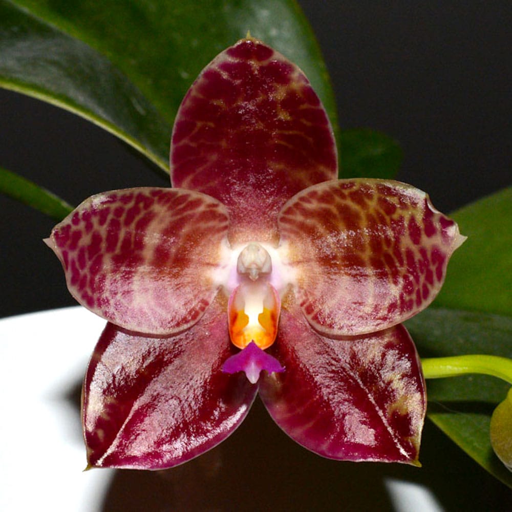 Phalaenopsis Ohl Flame