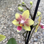 Phalaenopsis Maple Walnat (Orange) parfumée