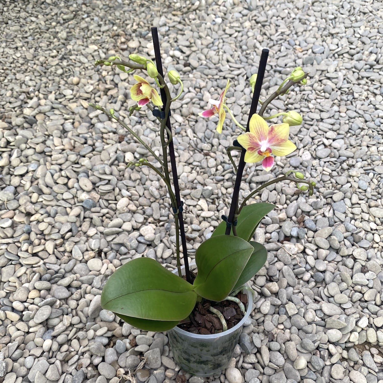 Phalaenopsis Maple Walnat (Orange)  parfumata