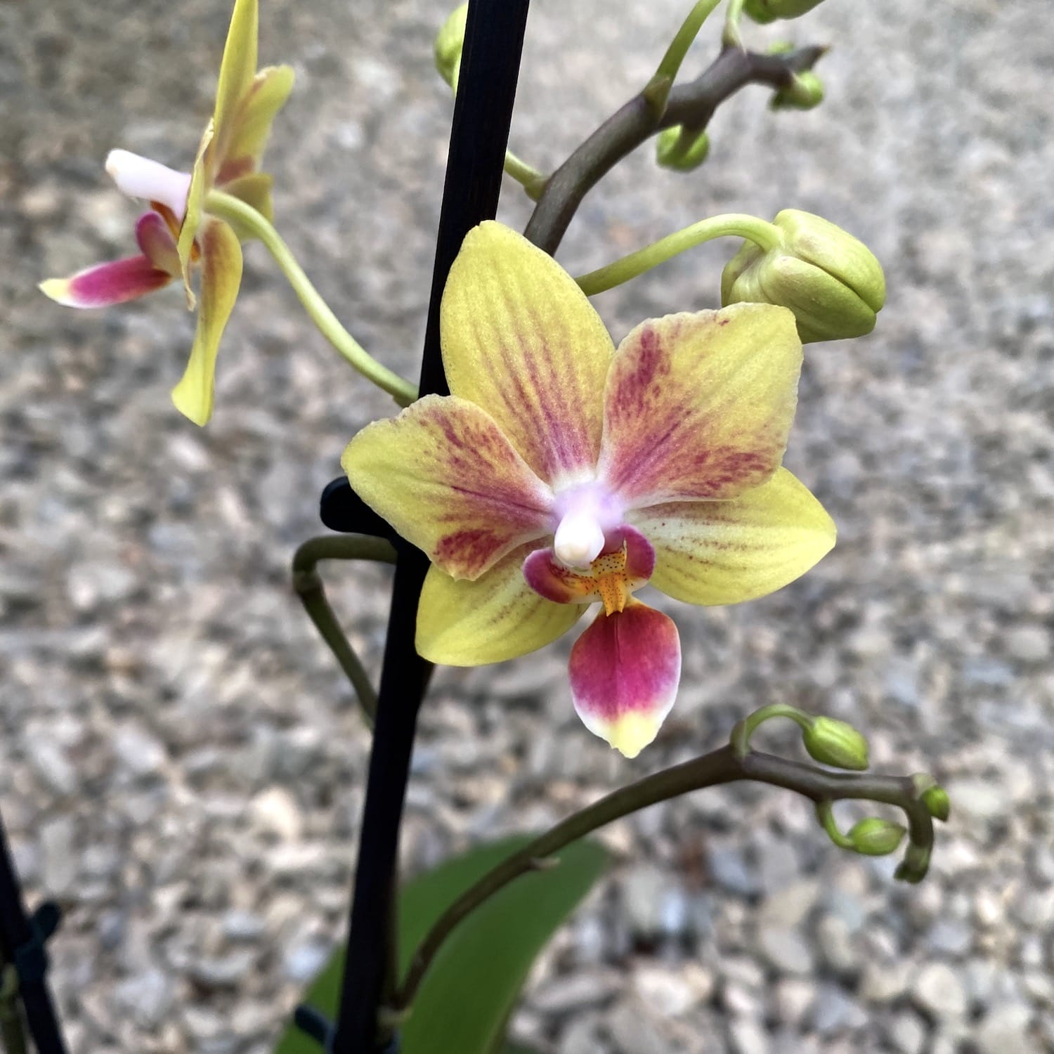 Phalaenopsis Maple Walnat (Orange)  parfumata