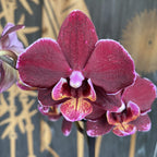 Phalaenopsis Otello