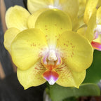 Phalaenopsis spécial PH77