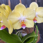 Phalaenopsis spécial PH77