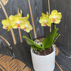 Phalaenopsis spécial PH77