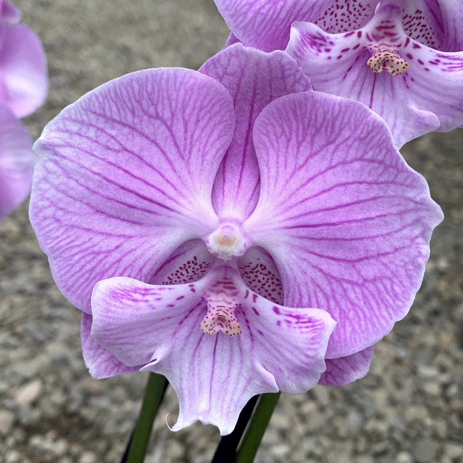 Phalaenopsis Painted Kizz Grande Lèvre