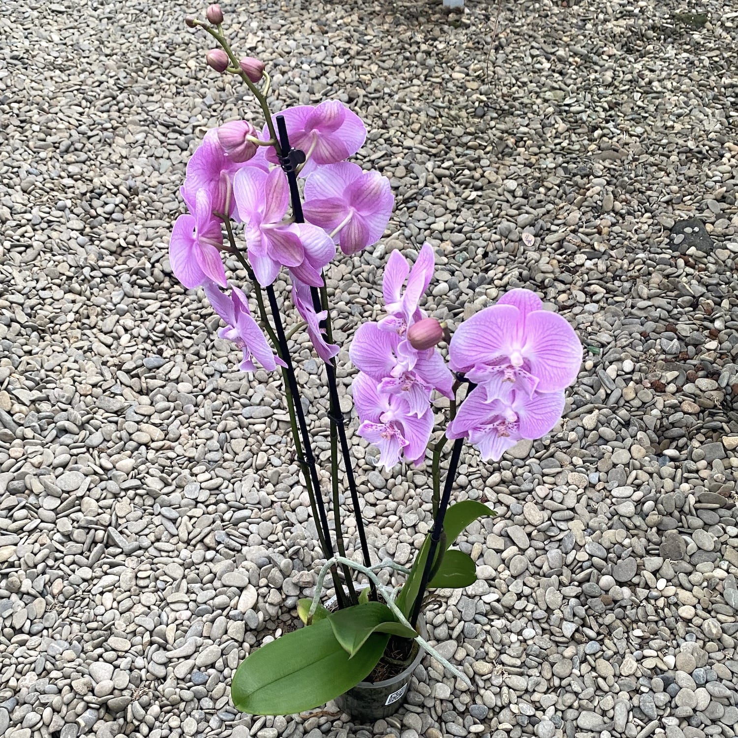 Phalaenopsis Painted Kizz Grande Lèvre