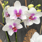 Phalaenopsis Passione - Prima Piano