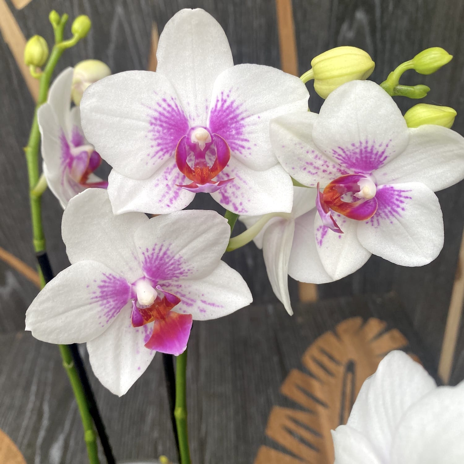 Phalaenopsis Passione - Prima Piano