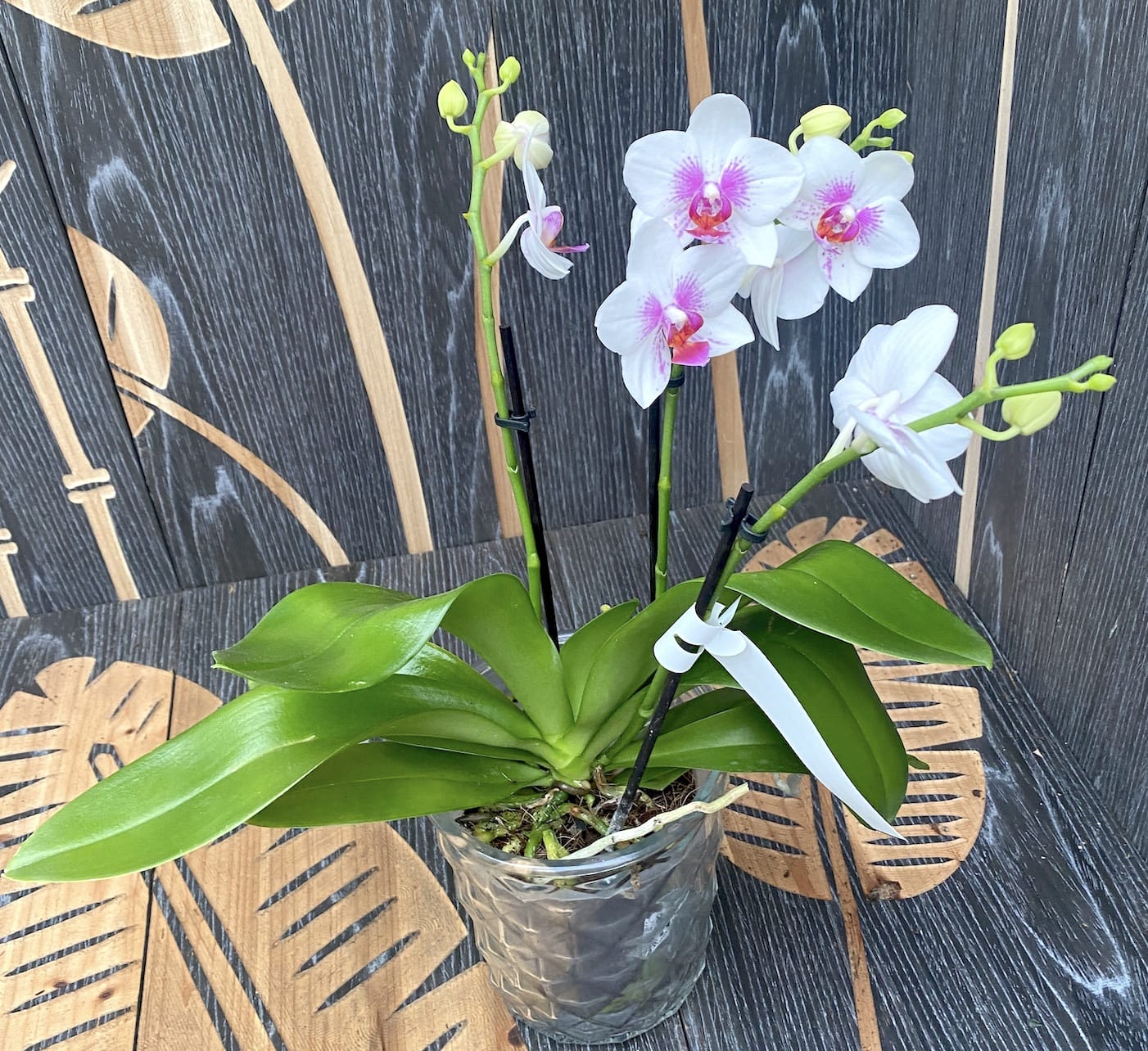 Phalaenopsis Passione - Prima Piano